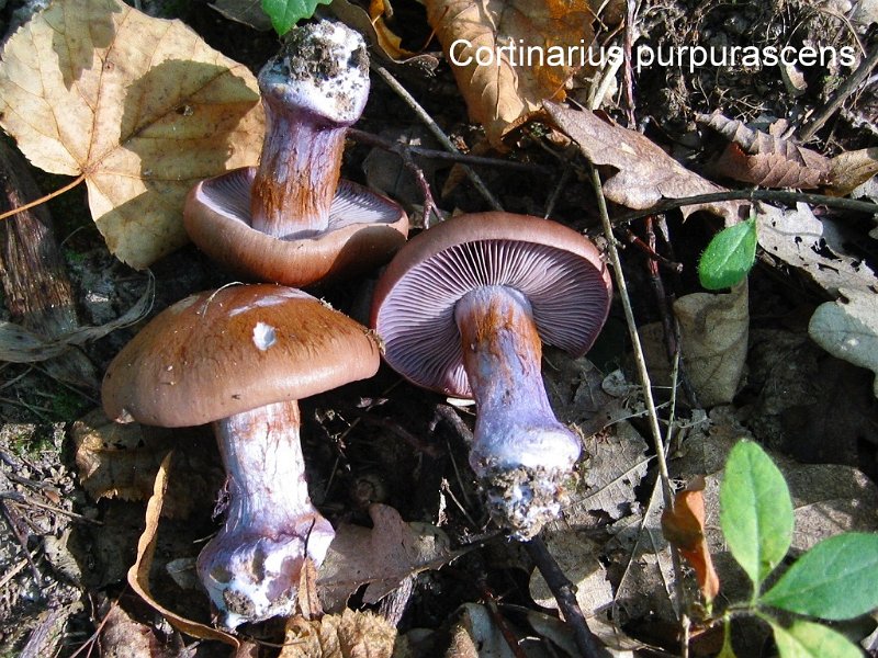 Cortinarius purpurascens-amf674-1.jpg - Cortinarius purpurascens ; Syn: Phlegmacium purpurascens ; Nom français: Cortinaire purpurescent